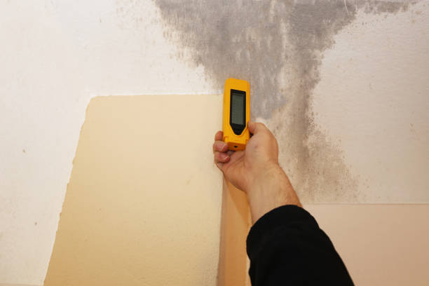 Best Emergency Mold Remediation  in Shallowater, TX