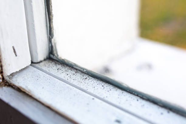 Best Mold Odor Removal Services  in Shallowater, TX