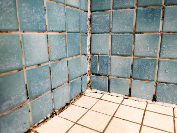 Best Attic Mold Removal  in Shallowater, TX