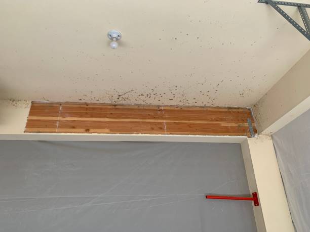 Best Black Mold Removal  in Shallowater, TX