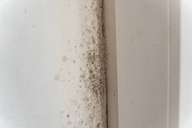 Best Commercial Mold Inspection  in Shallowater, TX